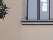  - Generic spot camera